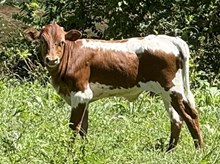 2026 Heifer (Razzle Roslin)