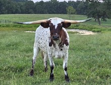 REBEL HR X VV SAGE GYPSY heifer