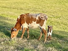 Strawberry Concho x Rowdy Rio '24