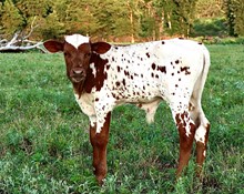 Bull Calf - GD Daily Meds- Bashful