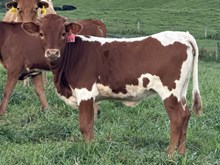 2026 Heifer (Thelma Lou)