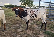 Jaguar Chex X River’s Texas Angel TK Heifer