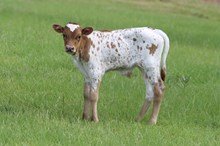 BULL CALF 632