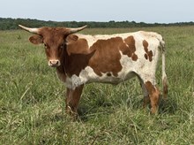 Heifer 2025