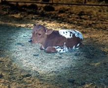 Laneys Heifer