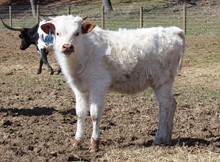 2020 Bull (Honeysuckle Safari)