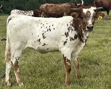 HH Jolene