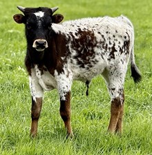 SHERIDAN X GROUNDED MERMAID bull