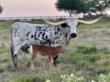TUCO x SHADOW PLAY heifer