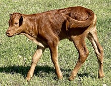 Wildfire x Petunia bull