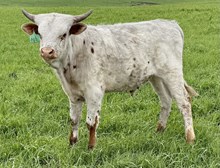 HERCULES X SNAKEBITE  bull