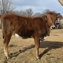 Copper Kissed Iron RVR