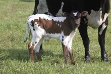 RRR MISS MAGPIE 2026 BULL