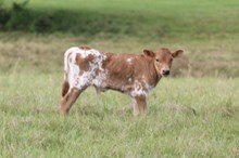 BULL CALF 631