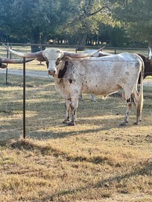 Top Star Rowdy HR Bull Calf