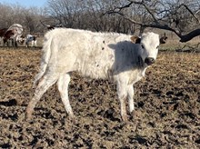 Painted Point Too Heifer