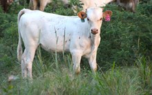 2025 Country Magic Heifer