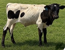 BULL -  LUKE