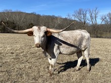 WHC PARIS DAISY