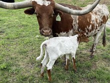SHERIDAN X CASANOVA SHEZA WHIP  bull