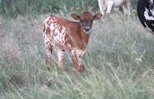2025 Soothsayer Heifer