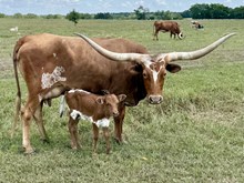 Bull Calf (SLC Jolene's Power X LTR Little Texas)