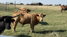 2025 POPPI COMMERCIAL STEER CALF