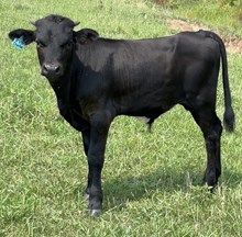 BULL -  CHARLIE