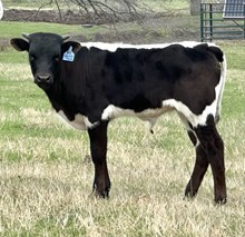 DH HIRED HAND x DCT VALENTINA (B)