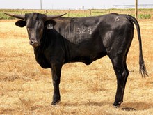 3P BLACK VELVET