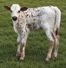 BULL - RAMBO