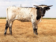 3P JEST A COWBOY KILLER