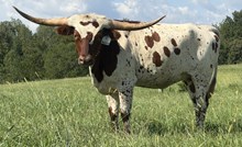 Rustic Magnificent