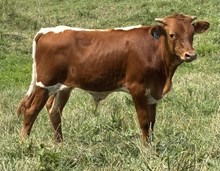 BULL - WHISKY WARRIOR