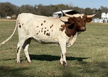 Texana