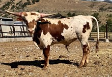 HRT FANCY BLOSSOM x GOLDEN BOY CRL BULL