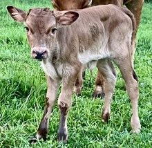 Copper legend heifer 26