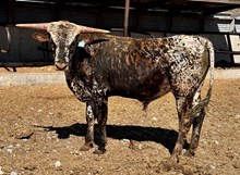 JAMMIN DRAGON CRL x JBR HIGH VOLTAGE BULL