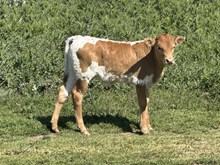 DCT - GAME CHANGER 044 x DCT HER MAJESTY (B)