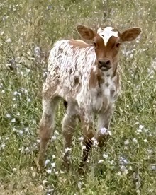Heartbreaker x Texas T