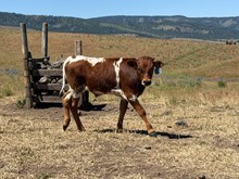 King Midas X Shy White Girl 26 Bull