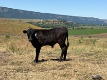 King Midas X Iron Wine 26 Bull