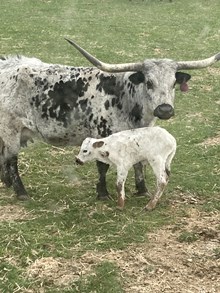 Reckon So X Pepper Chex 26 Heifer