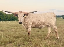 Heifer (SPL Powder Horn x Zilla BCB)