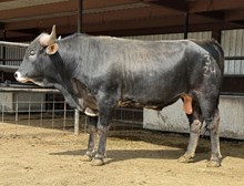 Steer