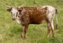 A&S American Cowgirl