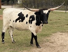 Tex
