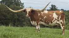 Rustic Patty