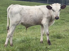DSB X Hil 5 Chilly