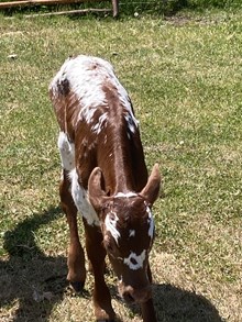 Big Iron X Central Point 26 Bull